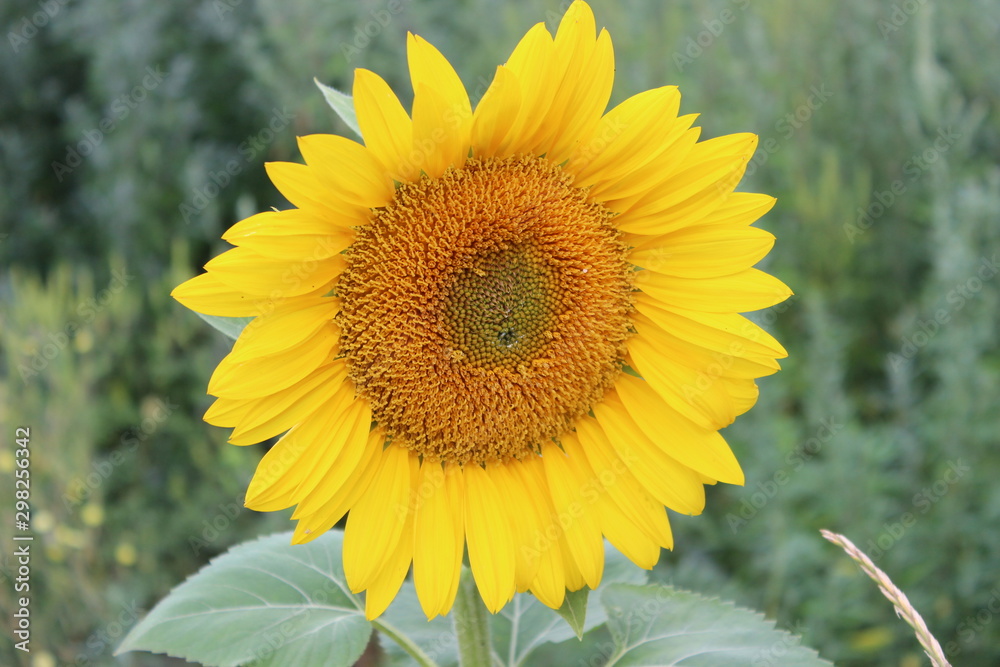 Yellow flower of an unripe sunflower. Agriculture Yellow flower of an unripe sunflower. Agriculture