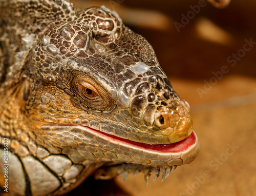 fantastic close-up portrait of tropical iguana. Selective focus  shallow depth of field