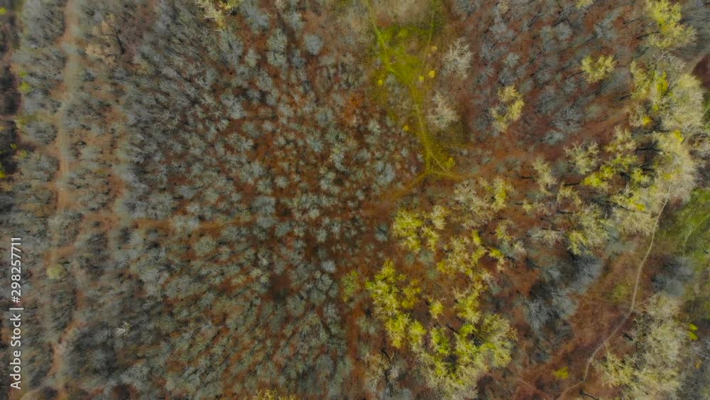 aerial view of the autumn forest with track and autumn yellow and red trees aerial view of the autumn forest with track and autumn yellow and red trees