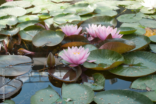 lotuses on the water, water lilies on the lake
