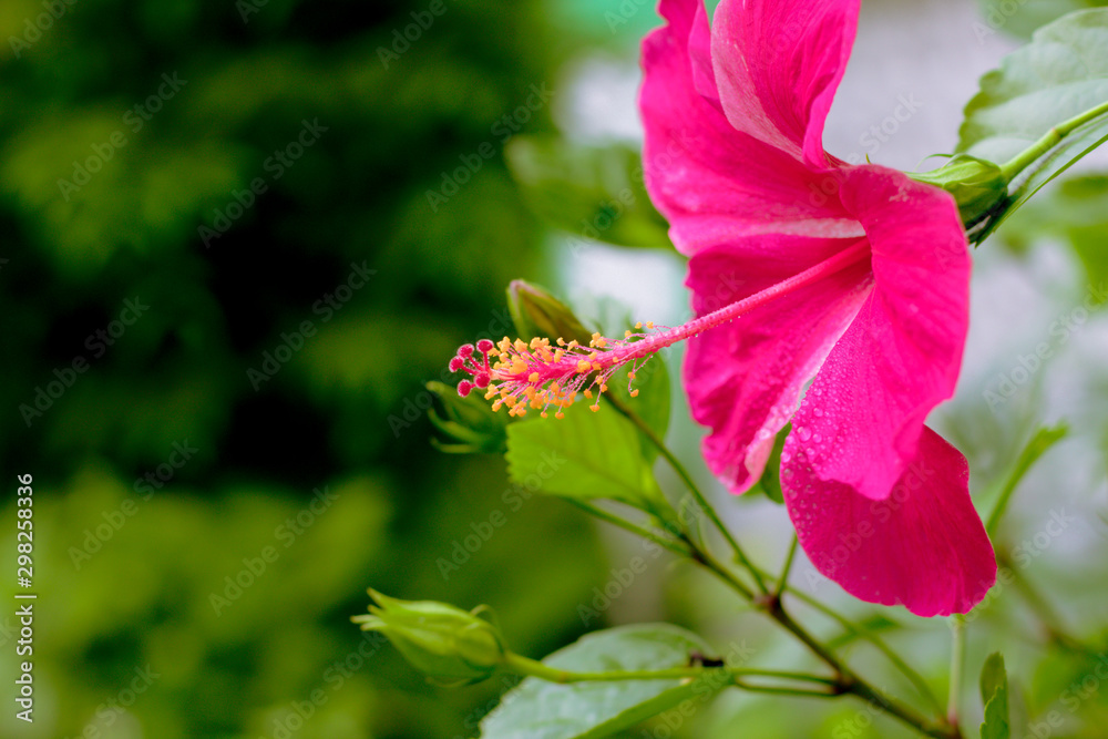 Closeup picture of a beautiful bright red China Rose (Hibiscus rosa sinensis Linn. Cooperi) , Outdoor flower closeup shot with blurred background Closeup picture of a beautiful bright red China Rose (Hibiscus rosa sinensis Linn. Cooperi) , Outdoor flower closeup shot with blurred background