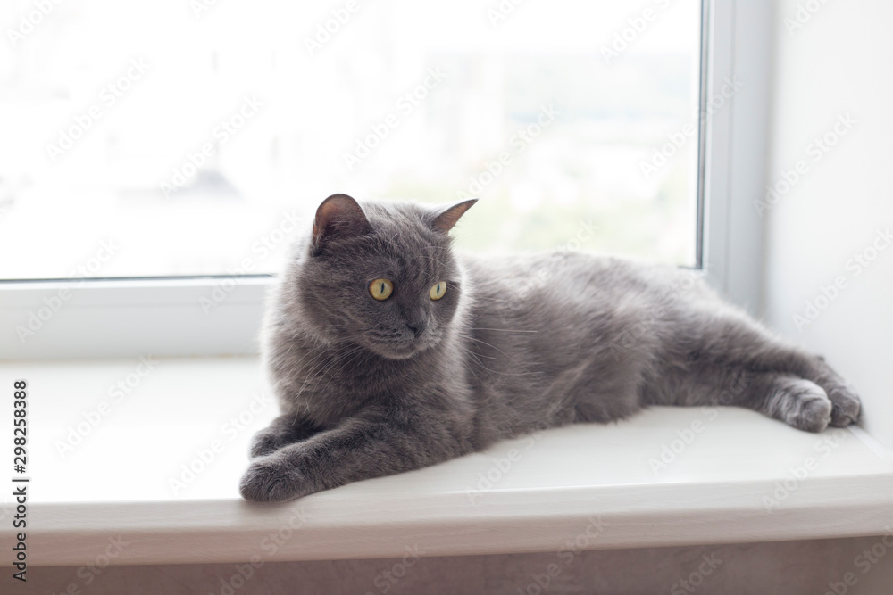 Gray english cat lying on the windowsill. British shorthair cat lies by the window. Place for text