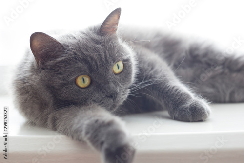 Gray english cat lies on the windowsill. British shorthair cat portrait close up. Lazy cat