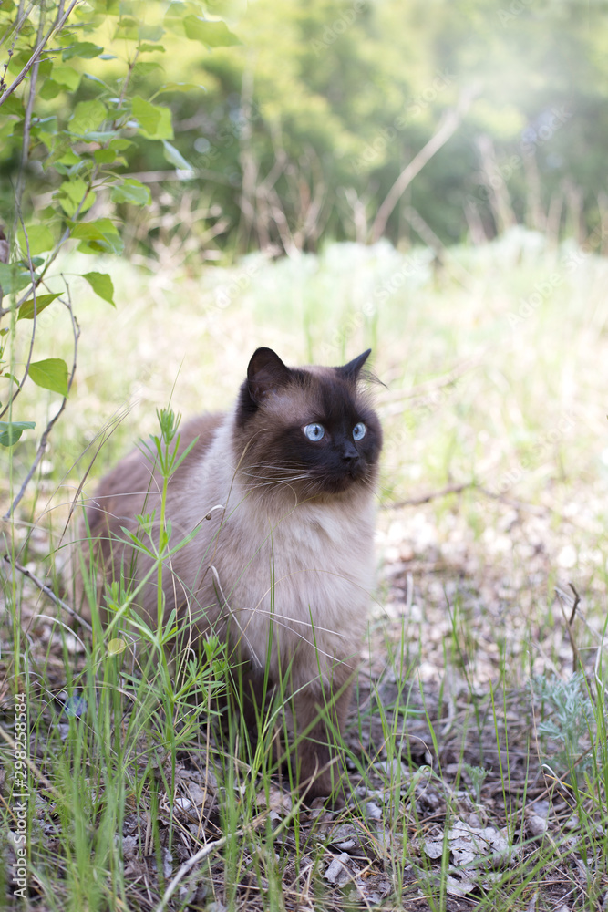 Siamese cat stands near a tree. Scared cat. The cat walks in the park alone Siamese cat stands near a tree. Scared cat. The cat walks in the park alone