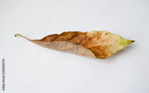 the autumn leaf on a white background