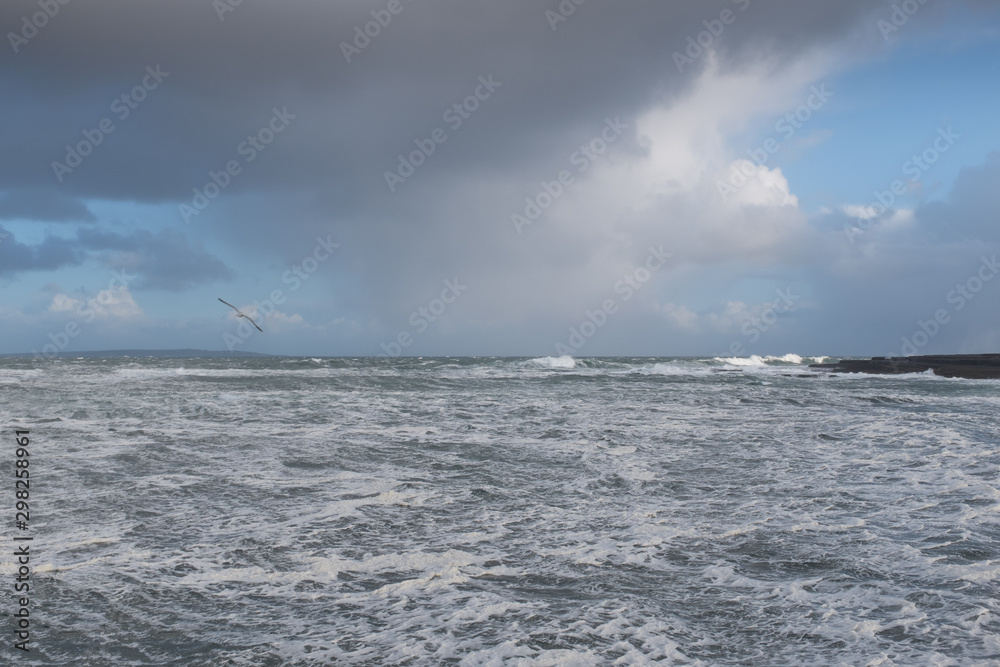 Stormy sea, gull and waves, scenic dark sky
