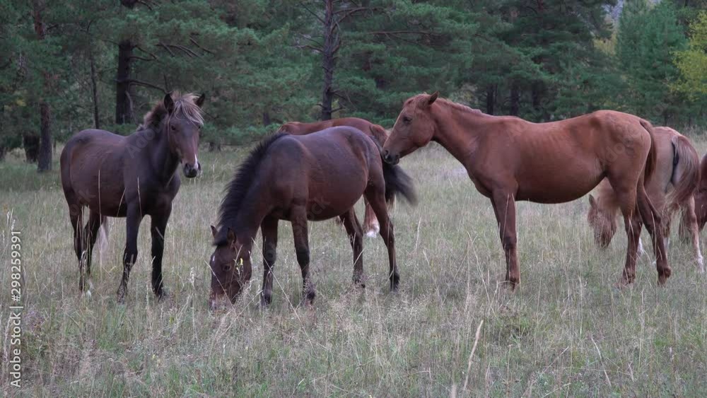 Horses grazing pastures in open field next to the woods on a sunny day. Horses grazing pastures in open field next to the woods on a sunny day.