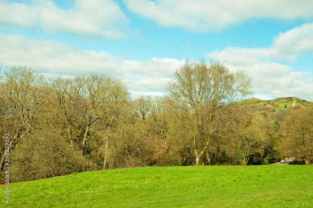 Springtime trees in England