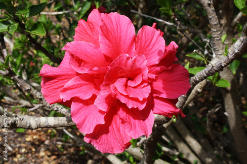 Hibiscus_rosa_sinensis photo