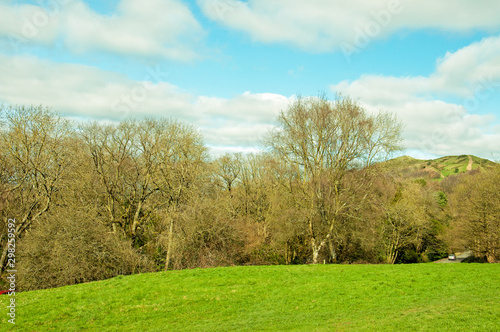 Springtime trees in England