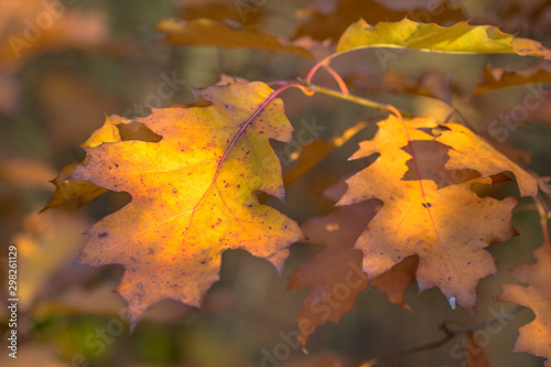 Autumnal colored oak leaves