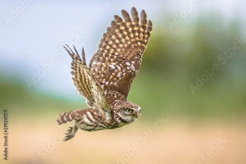 Little Owl flying on blurred background photo