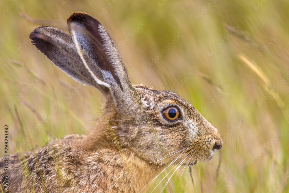 Portrait of vigilant European Hare in grass Portrait of vigilant European Hare in grass