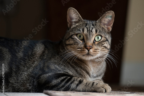 Gatto europeo