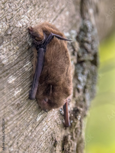 Nathusius pipistrelle bat on bark of tree