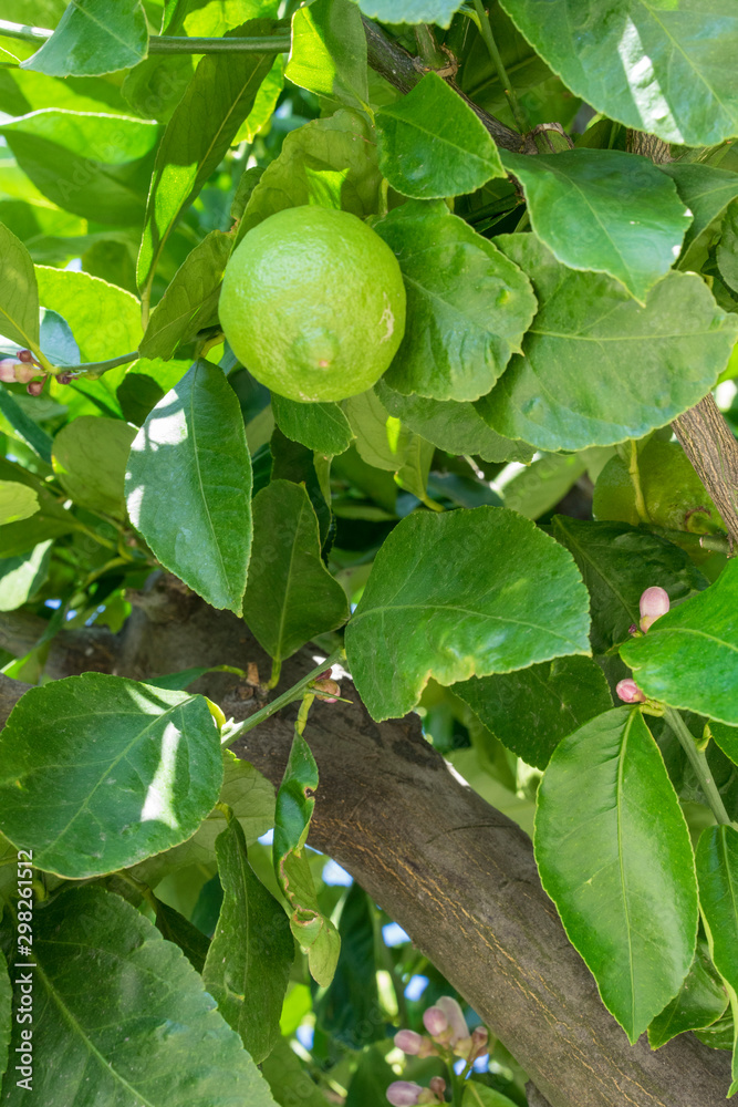 Close up view of a citrus tree. Green limes or lemons with the leaves of a citrus plant. Close up view of a citrus tree. Green limes or lemons with the leaves of a citrus plant.