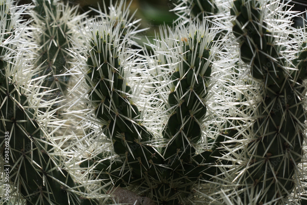 Opuntie_cylindropuntia_tunicata Opuntie_cylindropuntia_tunicata