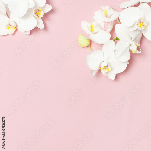 Beautiful White Phalaenopsis orchid flowers on pastel pink background top view flat lay. Tropical flower  branch of orchid close up. Pink orchid background. Holiday  Women s Day  Flower Card  beauty