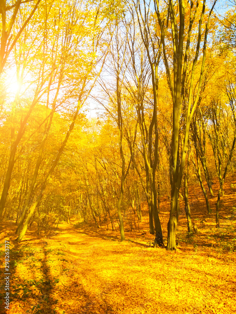 Fototapeta premium Autumn sunny landscape. Beautiful autumn trees leaves in the park.