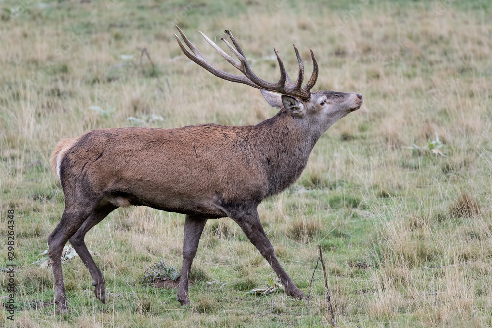 Beautfiul Red deer male in Apennine mountains (Cervus elaphus) Beautfiul Red deer male in Apennine mountains (Cervus elaphus)