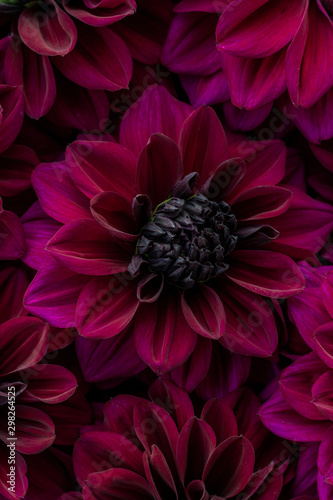 Flatlay of blooming dahlia flowers in deep purple burgundy red colour