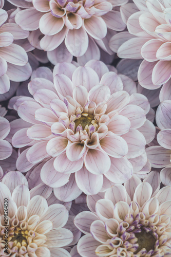 Flatlay of blooming dahlia flowers in pale pink colour