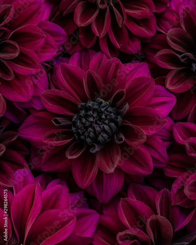 Flat lay of blooming dahlia flowers in deep purple burgundy red colour