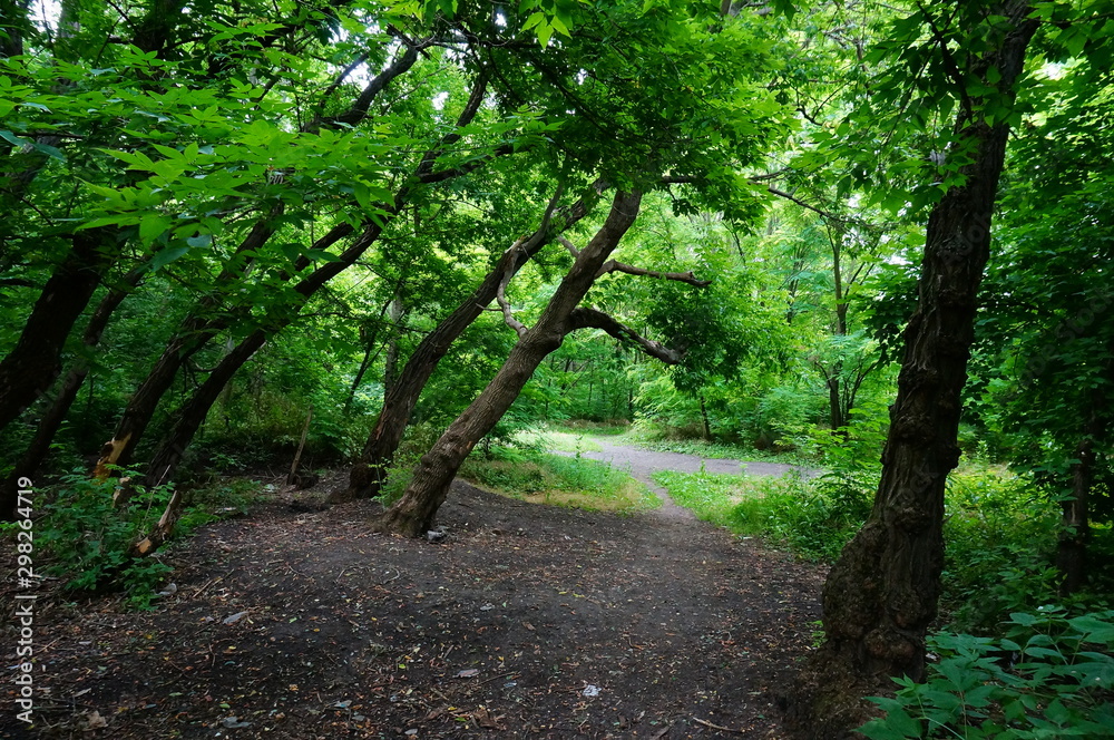 Fototapeta premium path in the forest