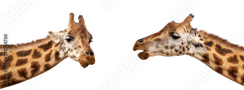 Photography Two Rothschild’s giraffes on white social media banner