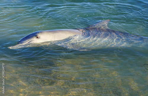 A wild dolphin in the water at Monkey Mia in Shark Bay, Western Australia