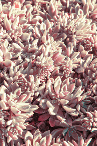 Two-colored succulents grow on the ground. Plant background of round plants with sharp leaves