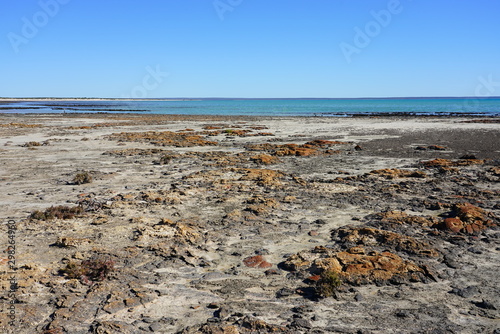Bilde på lerret View of microbial mats stromatolites at the Hamelin Pool in Shark Bay, World Her