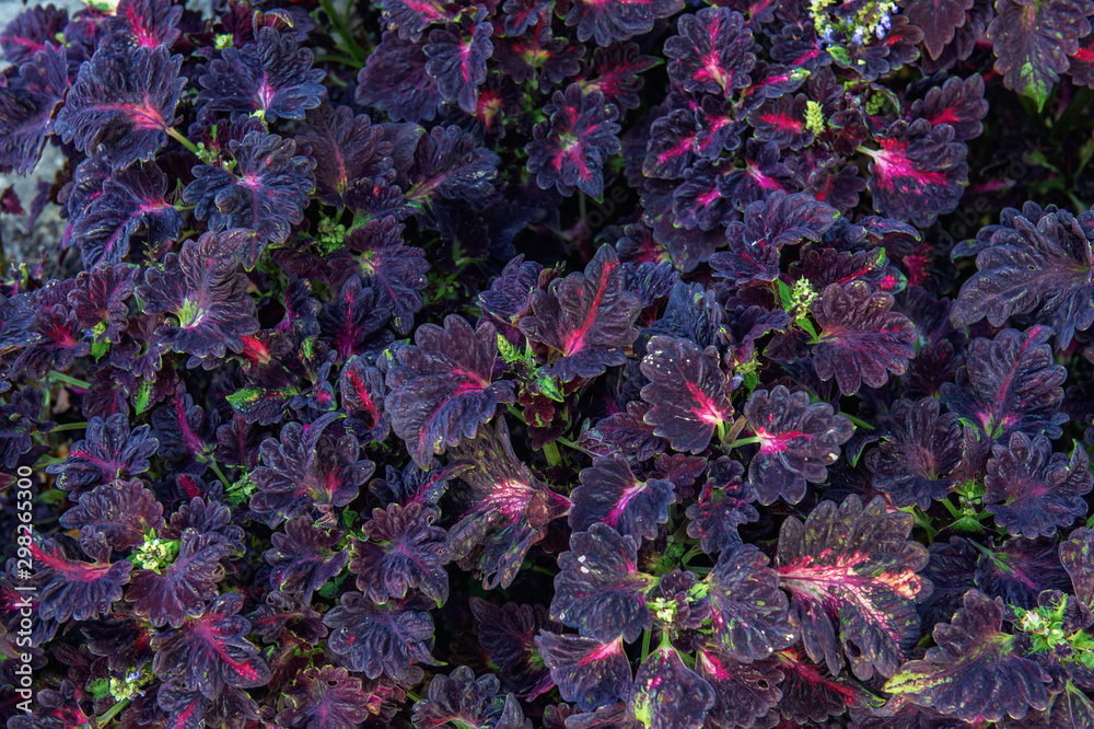 Plant background from the leaves of the Coleus plant. Autumn bright colors of the leaves of the flower Plant background from the leaves of the Coleus plant. Autumn bright colors of the leaves of the flower