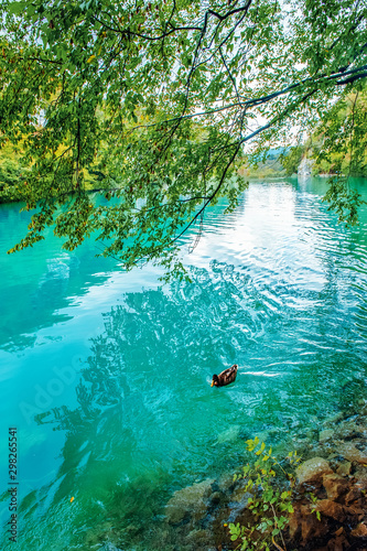Duck swimming on one of the Plitvice lakes. Surprisingly clean and transparent lakes of Croatia. A truly pristine and wonderful piece of wildlife in the mountains. A famous landmark in Croatia