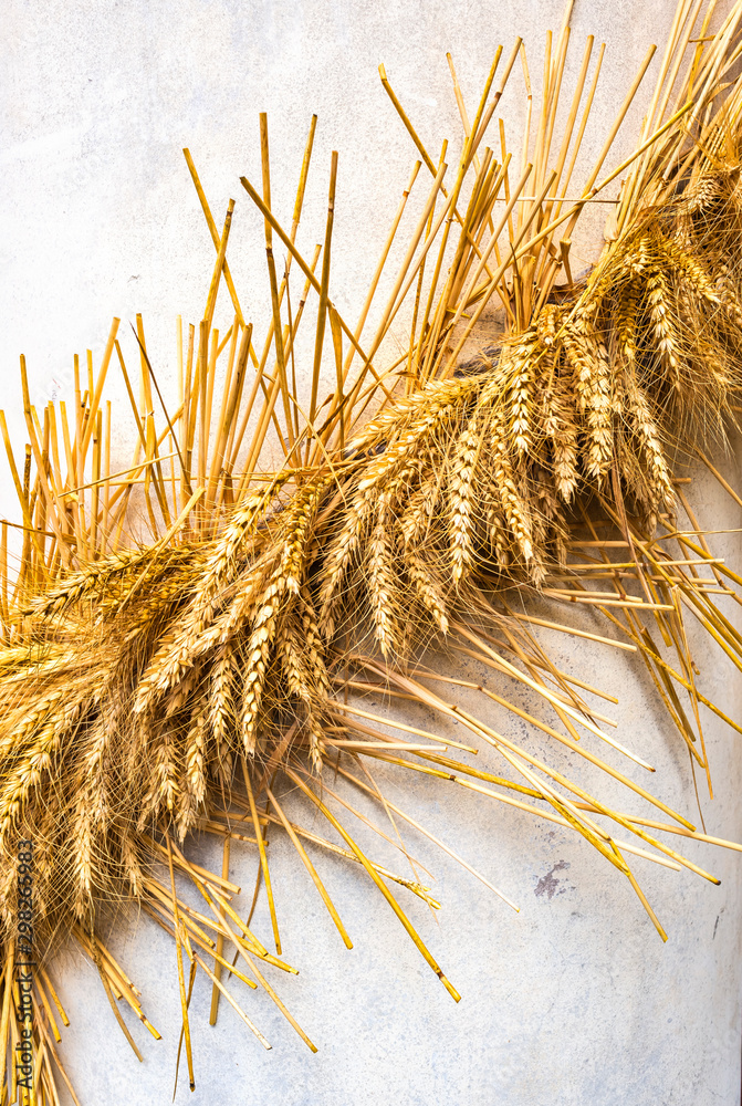 Ears of wheat on white background Ears of wheat on white background