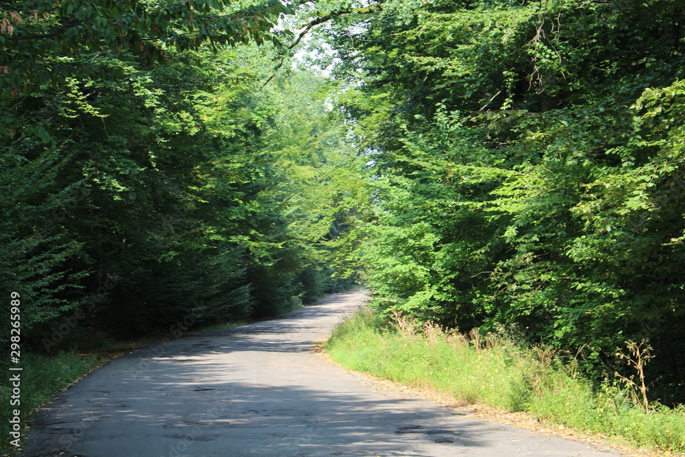 Fototapeta premium forest