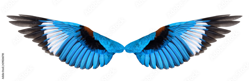 Obraz premium Blue winged bird isolated on white background