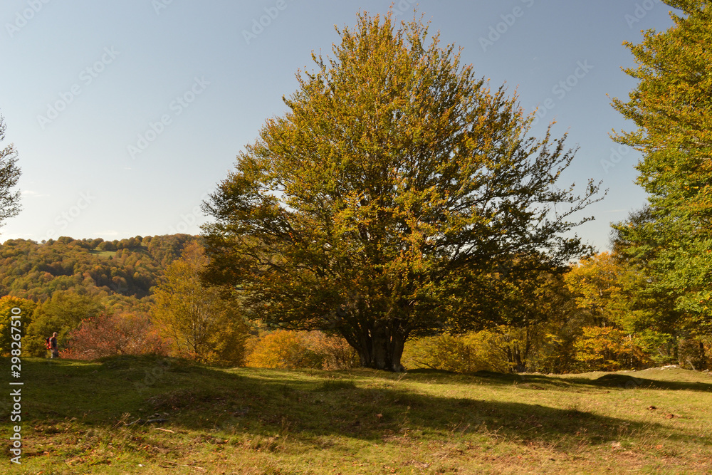 Vosges, paysages des Vosges en automne, prairie du Rosberg en Alsace, France
