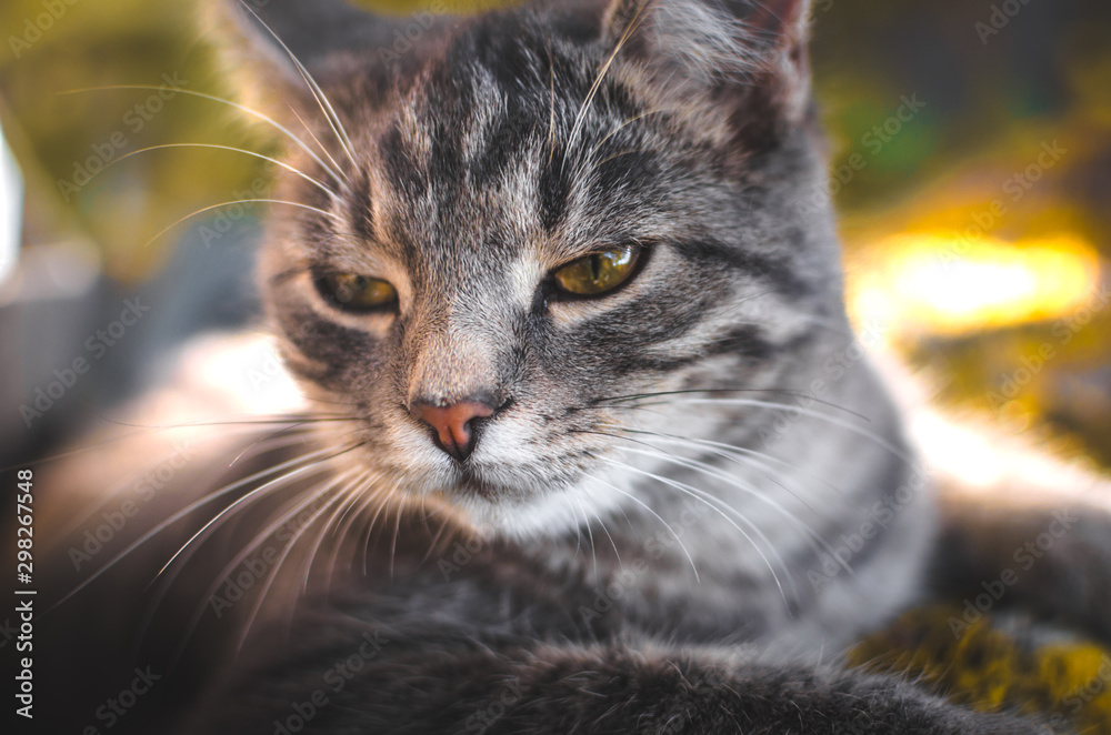 Close photo frame of gray tabby kitten