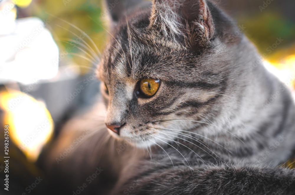 Close photo frame of gray tabby kitten