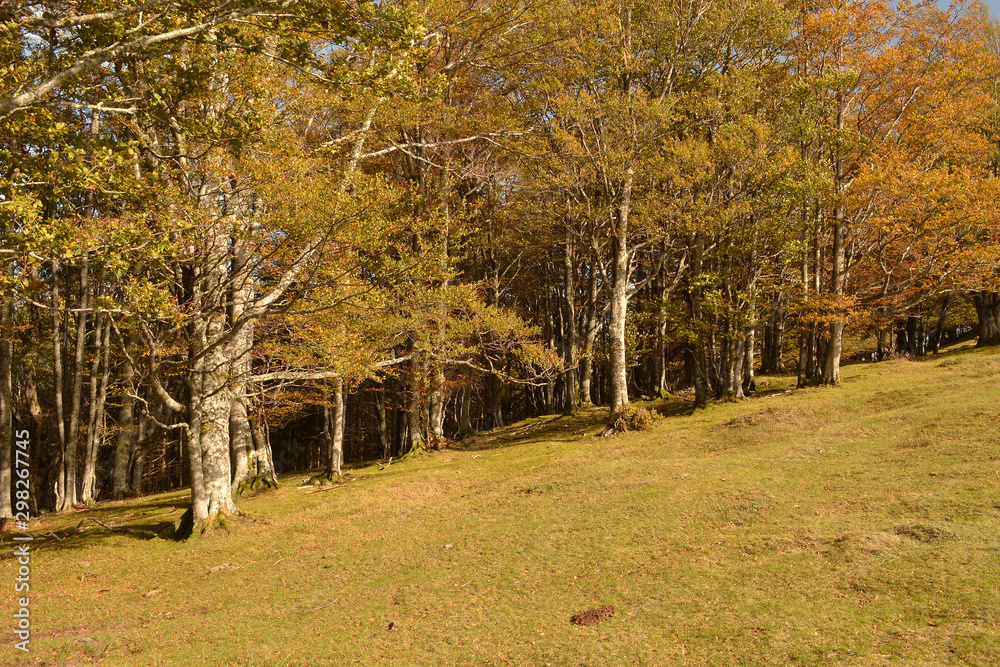 Vosges, paysages des Vosges en automne, prairie du Rosberg en Alsace, France