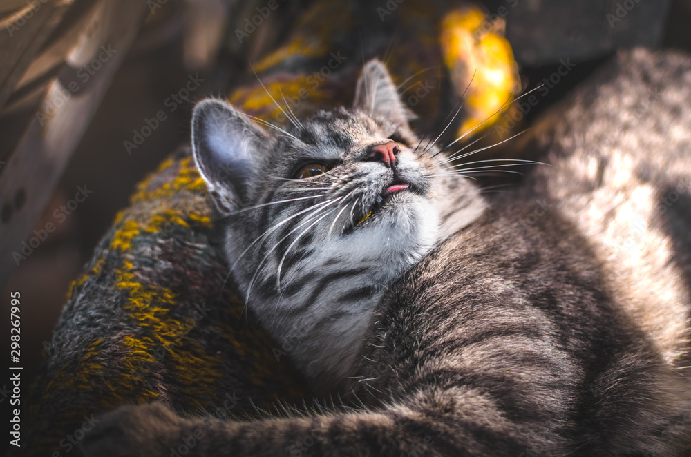 Funny gray tabby kitten stuck out his tongue, portrait