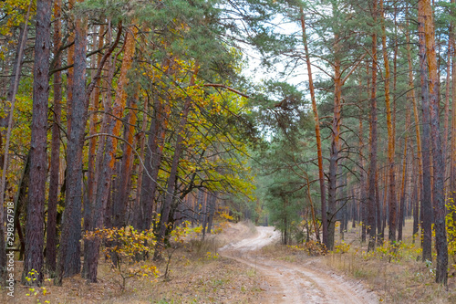 ground road in the autumn pine forest