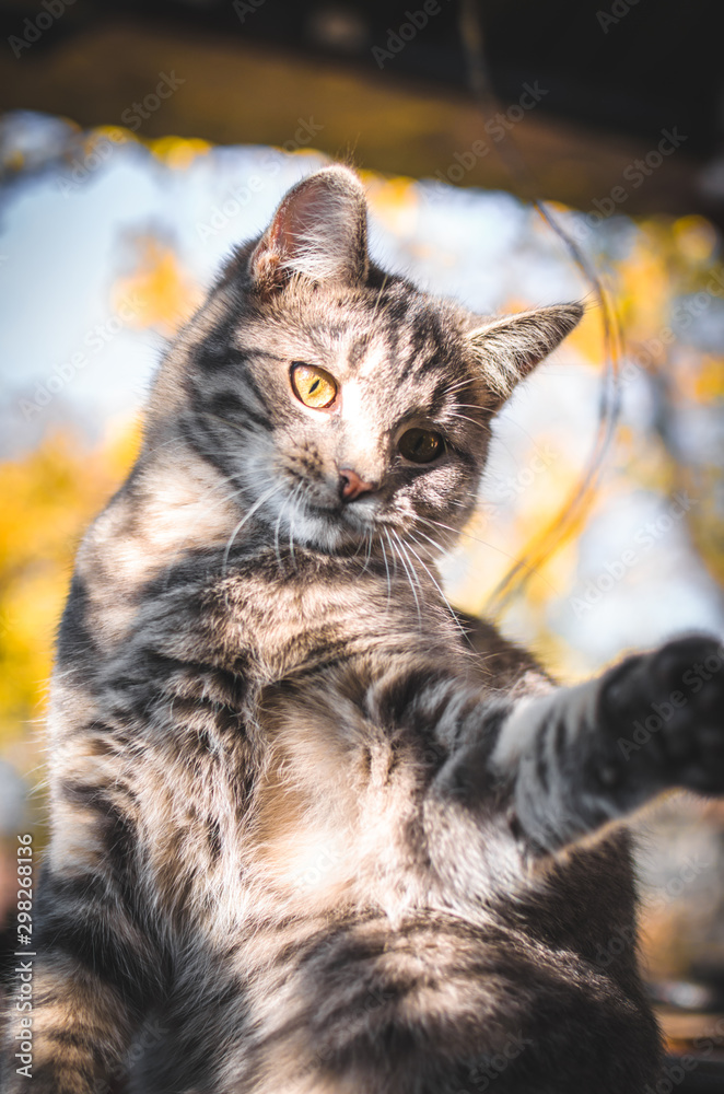 Fototapeta premium Little tabby kitten in the backyard plays and meows