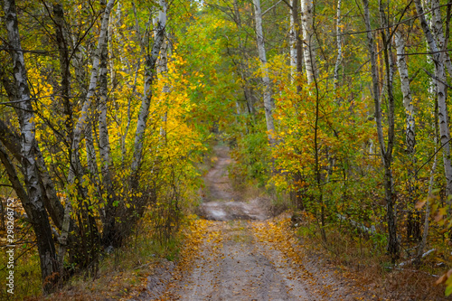 ground road through the red birch alley in autumn forest © Yuriy Kulik