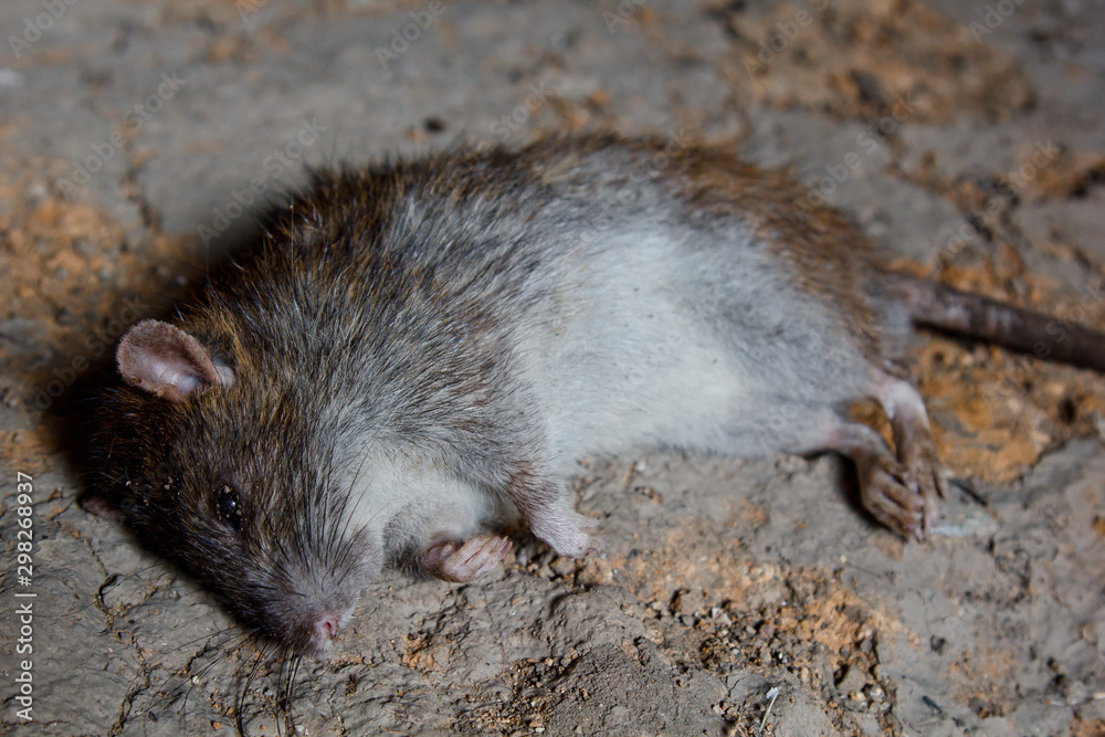 a big dead rat lies on cracked ground. pest and rodent poisoned by