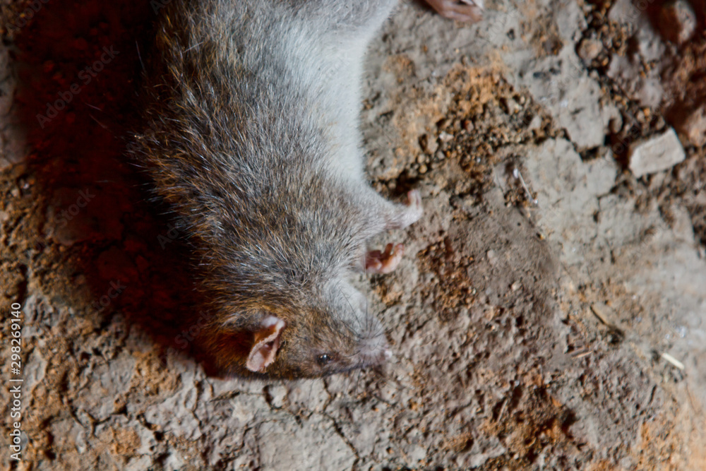 a big dead rat lies on cracked ground. pest and rodent poisoned by