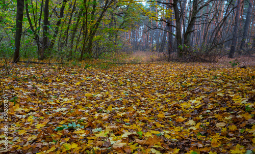 autumn forest glade covered by the red dry leaves, beautiful pale background