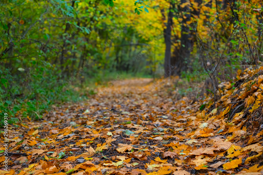 beautiful road covered by dry leaves in the autumn forest beautiful road covered by dry leaves in the autumn forest