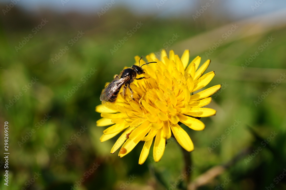 bee on yellow flower bee on yellow flower